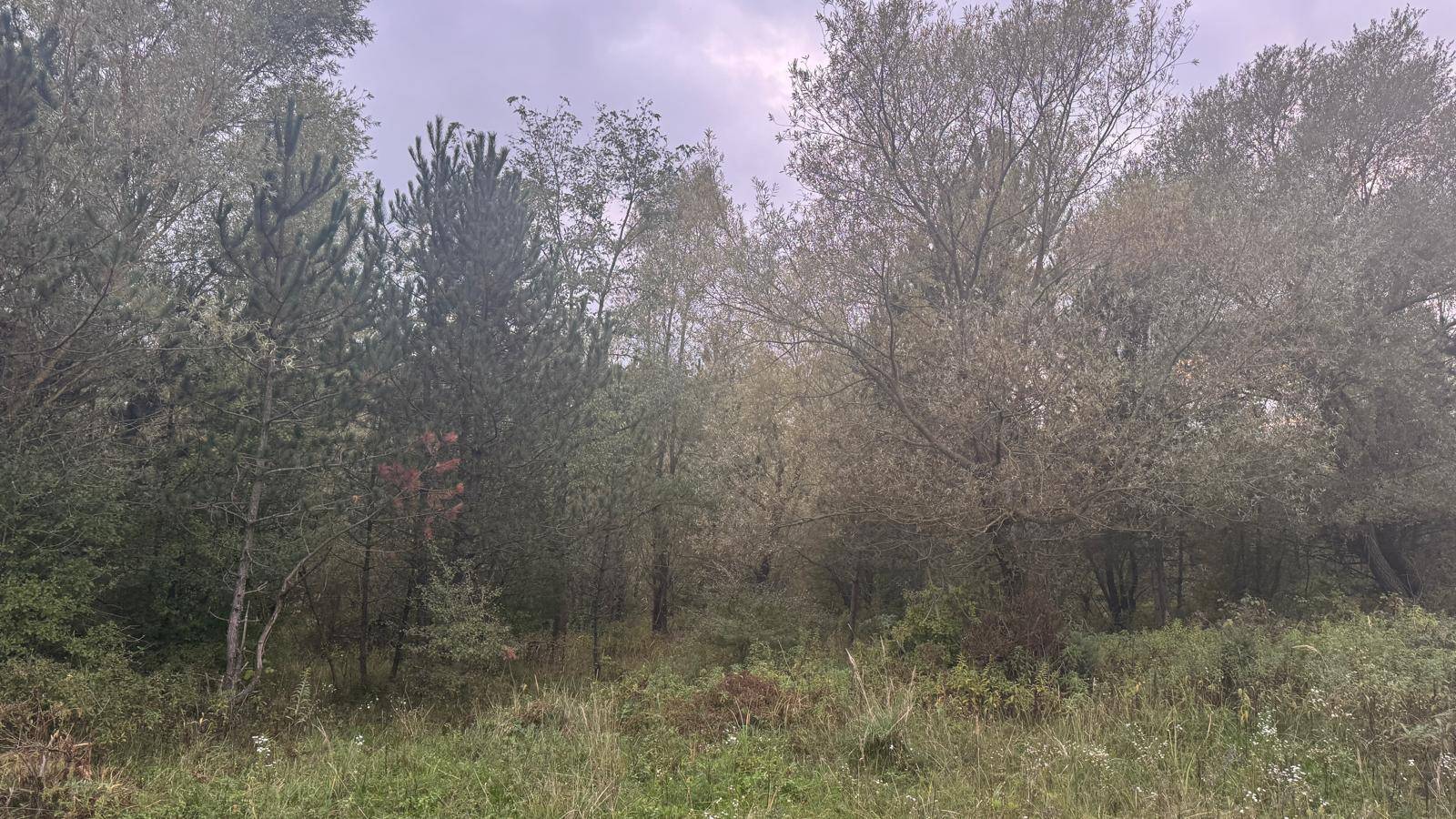 Dichter Wald mit verschiedenen Baumarten und Unterholz unter einem grauen Himmel.