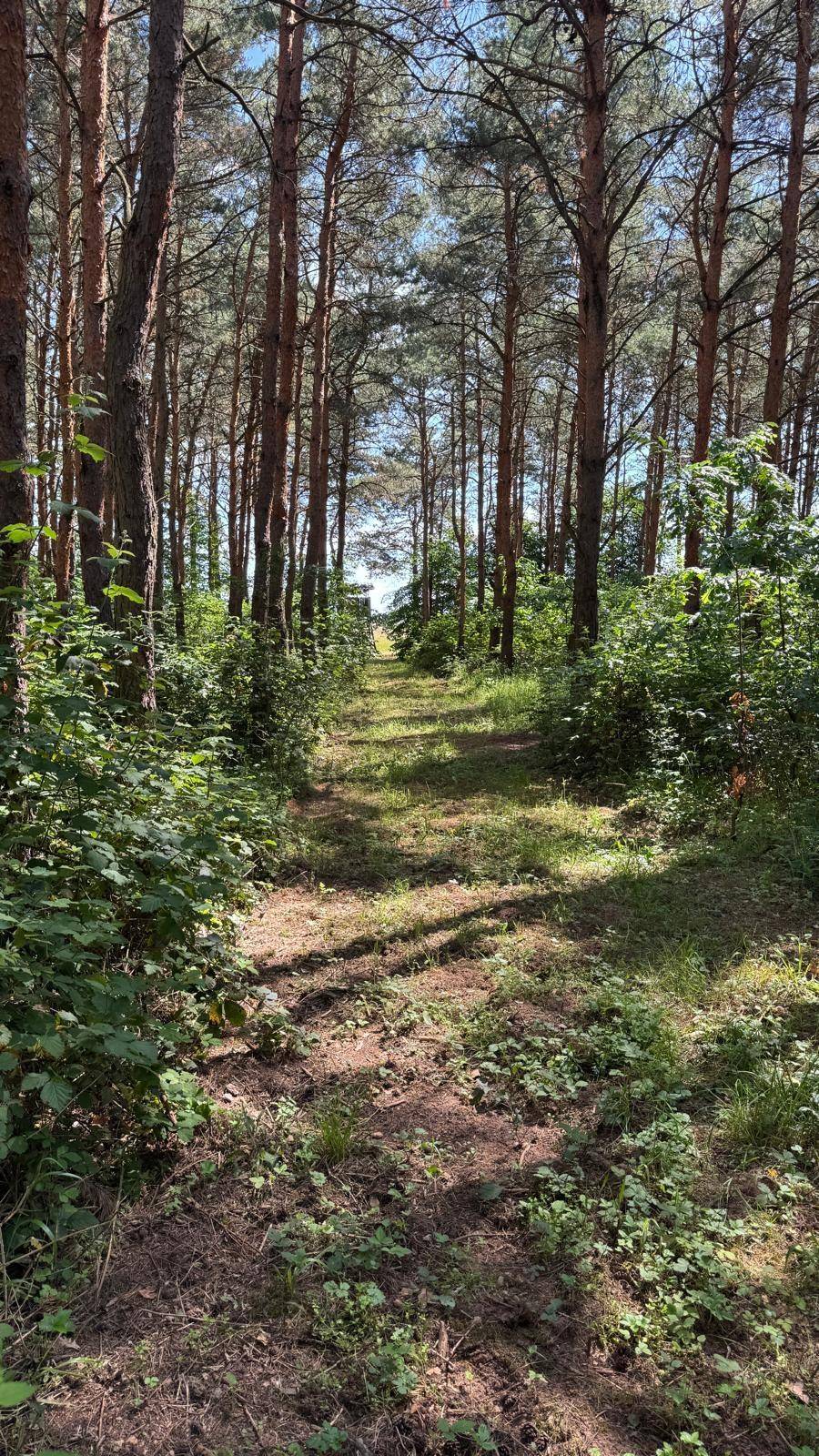 Breiterer Waldweg führt durch einen sonnigen Kiefernwald mit viel Unterholz und Lichtungen.
