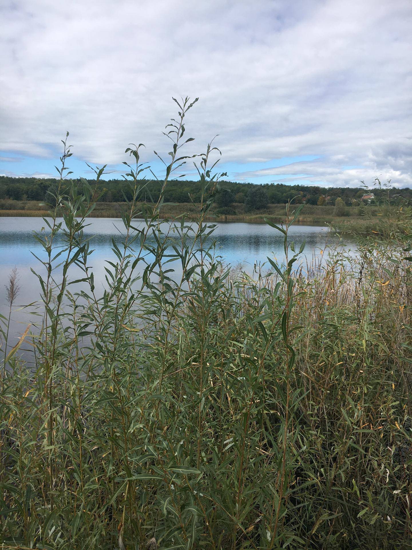 Hohes Schilf im Vordergrund mit einem ruhigen See und Bäumen im Hintergrund.
