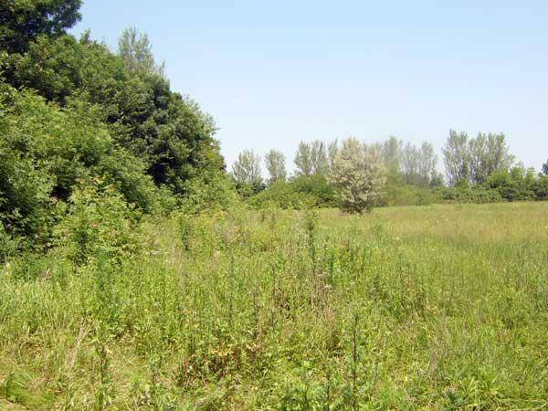 Naturlandschaft mit hohem Gras und dichtem Baumbestand im Hintergrund unter klarem Himmel.