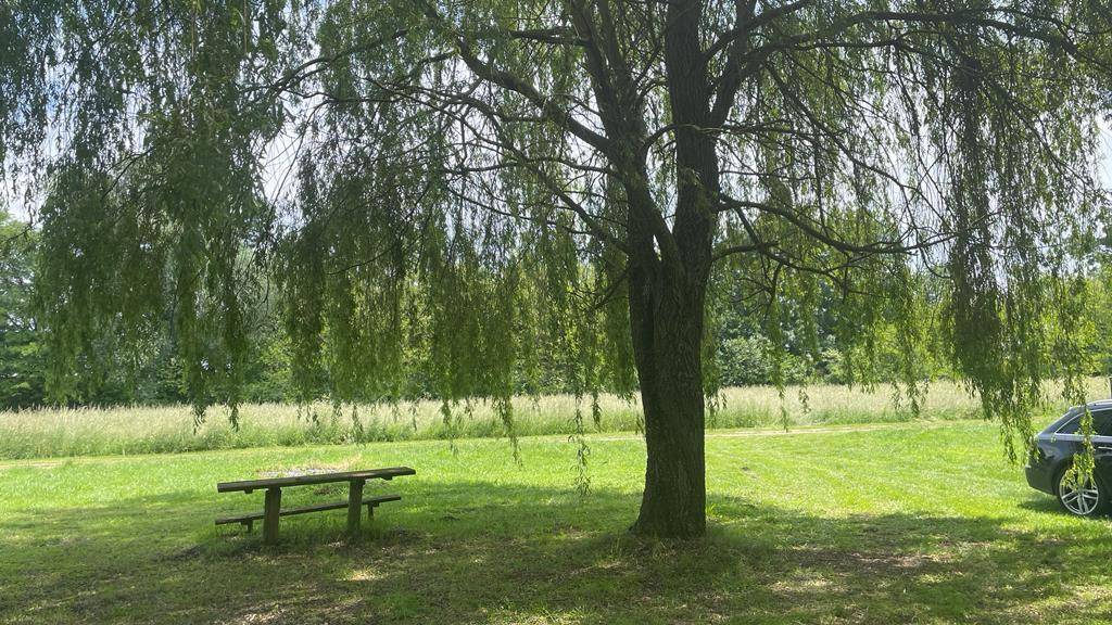 Schattiger Gartenbereich mit einem großen Weidenbaum und einem rustikalen Picknicktisch.
