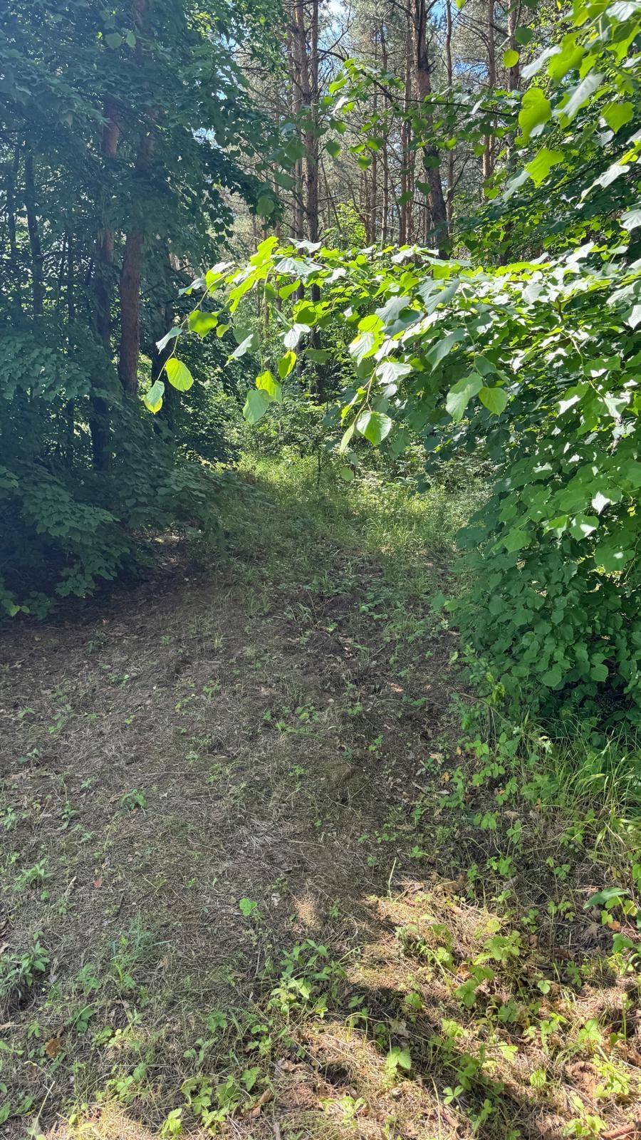 Unbefestigter Weg durch den Wald, umgeben von dichtem Grün und hohen Bäumen.