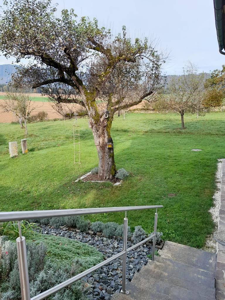Großer Garten mit altem Obstbaum und weitem Blick auf die grüne Landschaft.