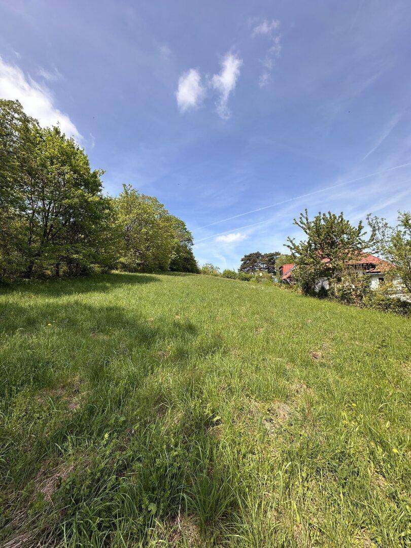 Grüne Wiese mit Bäumen und einem Haus im Hintergrund unter blauem Himmel.