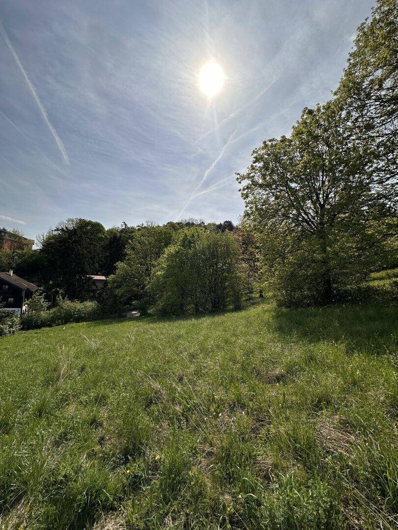 Sonnige grüne Wiese mit Bäumen und einem hellen Himmel, ideal für Erholung.