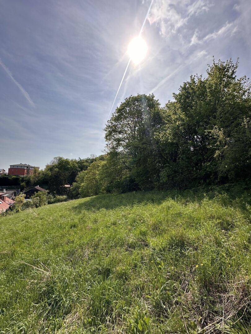Sonnige Hanglage mit üppigem Grün und Bäumen unter einem strahlend blauen Himmel.