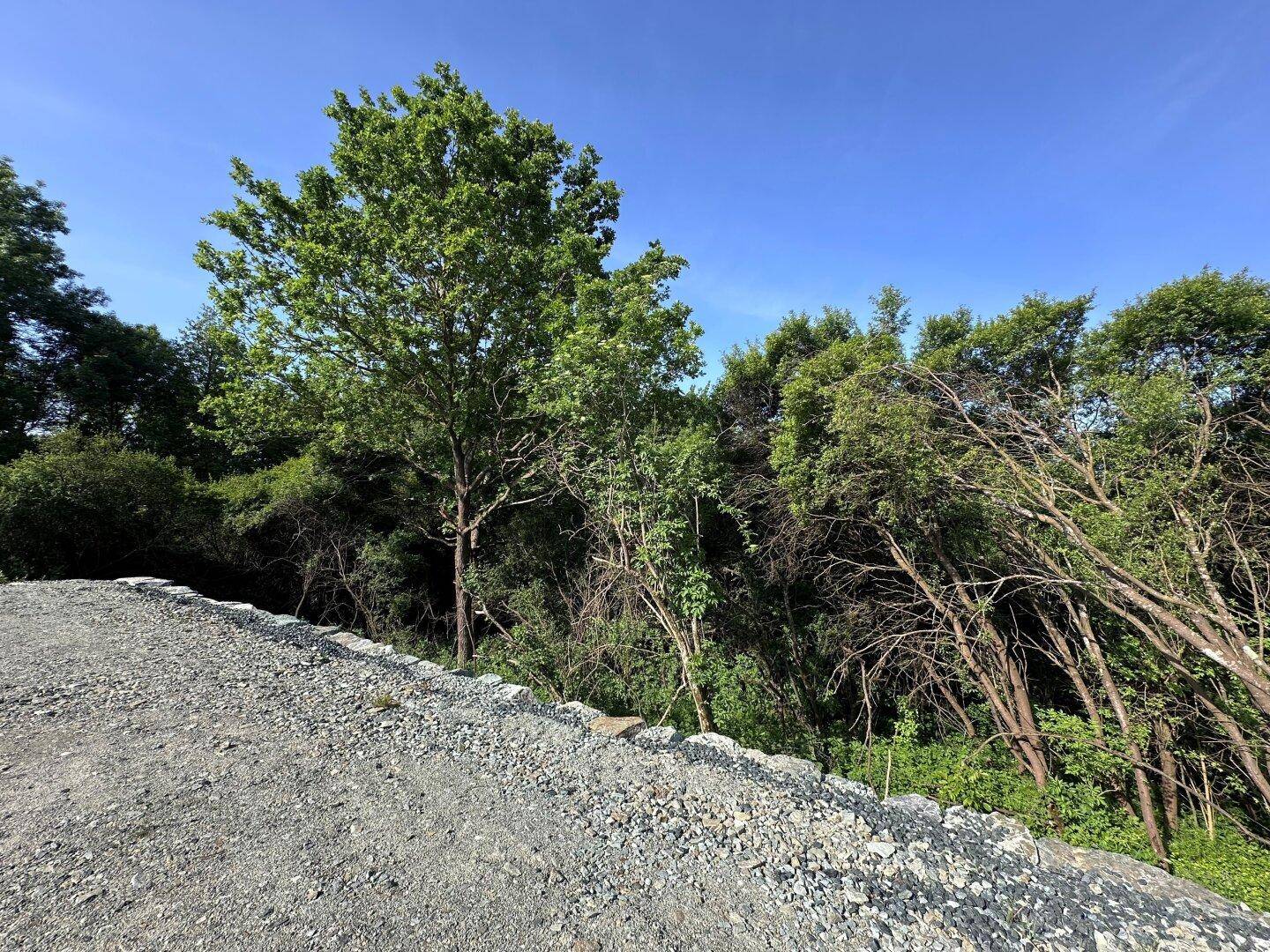 Schotterweg neben dichtem Baumbestand und Büschen unter einem klaren blauen Himmel.