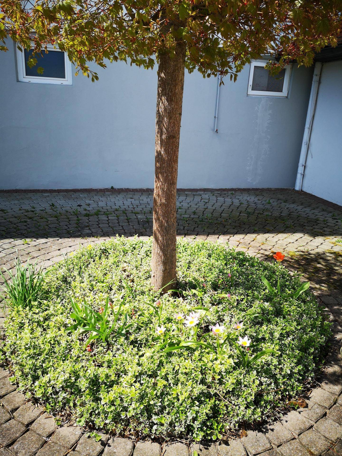 Gepflasterter Bereich mit einem jungen Baum und kleinen Blumenbeeten vor einer grauen Wand.