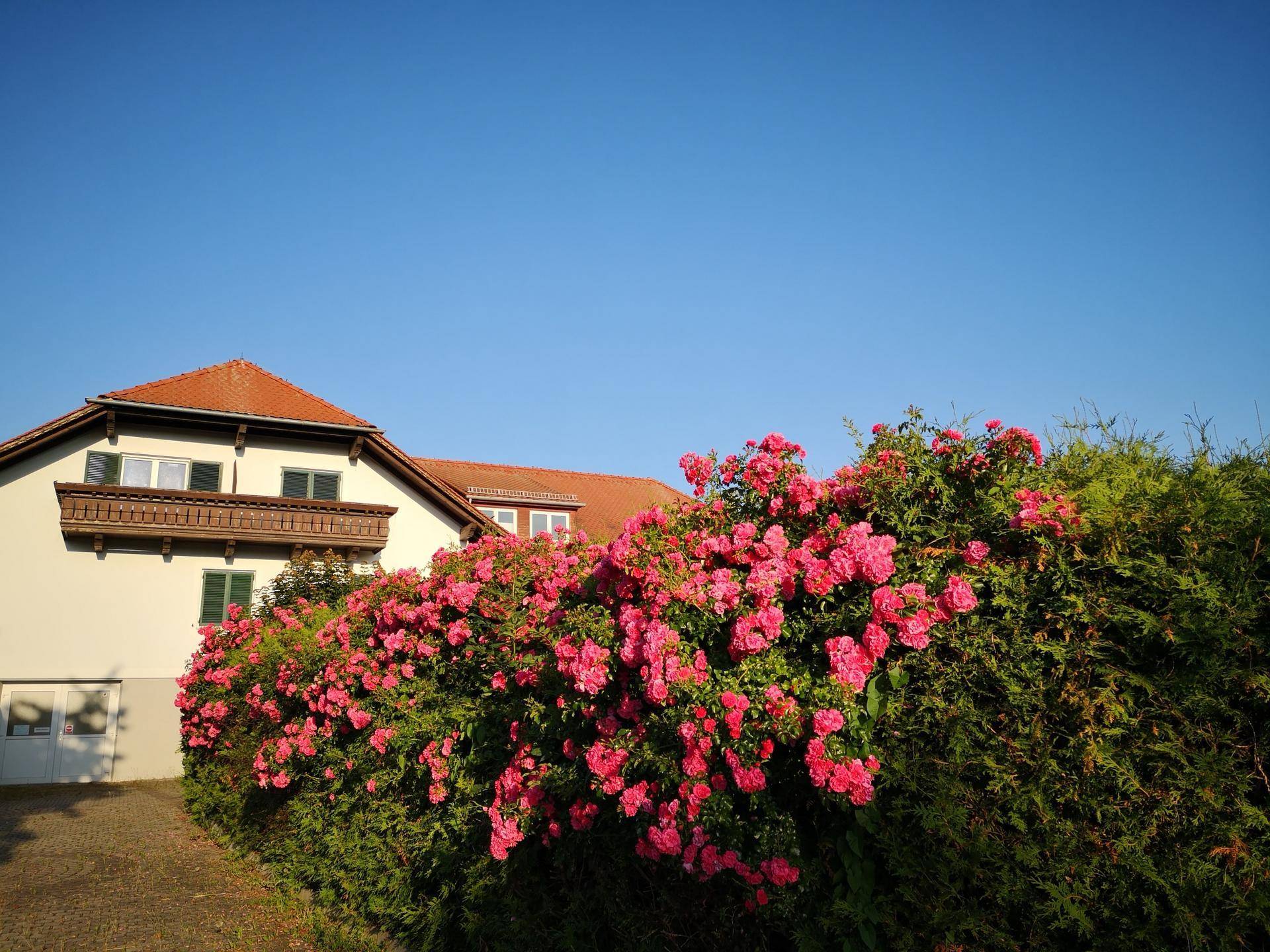 Blühende Rosenhecke vor einem traditionellen Haus mit Balkon und grünen Fensterläden an einem sonnigen Tag.