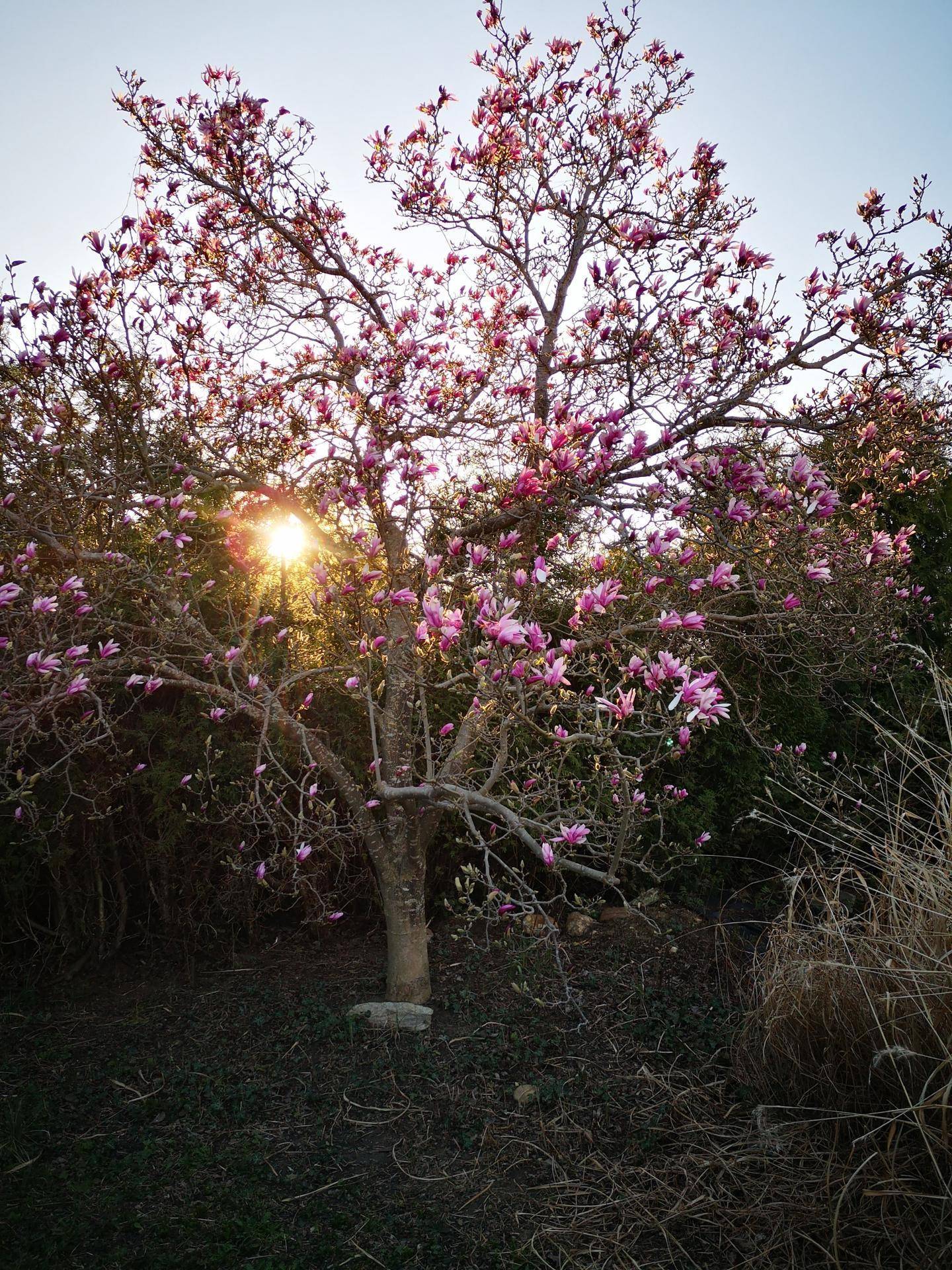 Blühender Baum mit rosa Blüten im Gegenlicht der untergehenden Sonne, umgeben von Sträuchern.