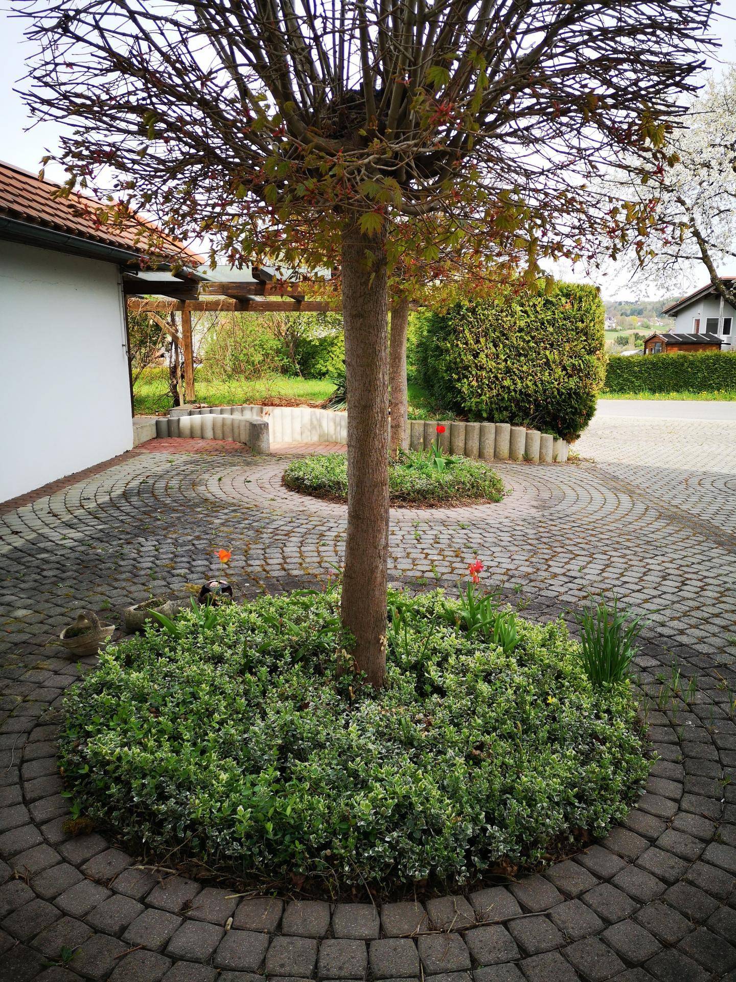 Gepflasterter Innenhof mit einem Zierbaum und Blumenbeeten, umgeben von einer Hecke.