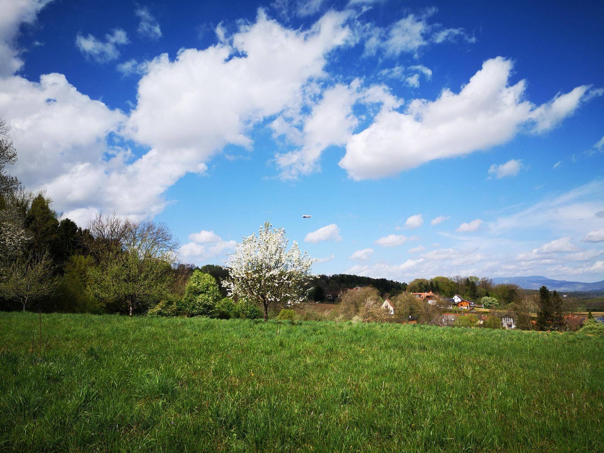 Weitläufige grüne Landschaft mit einem blühenden Baum und einem Dorf in der Ferne unter blauem Himmel.