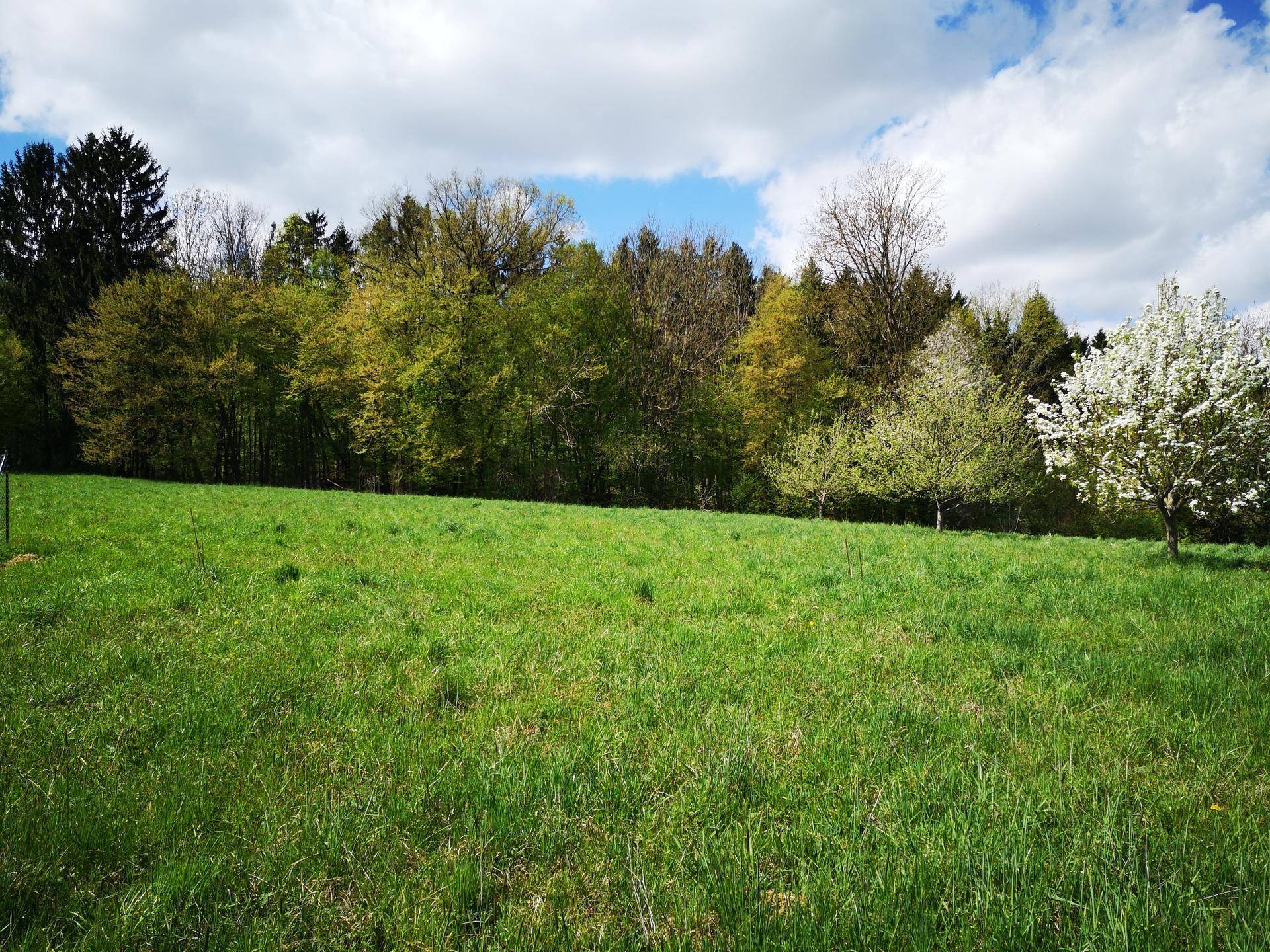 Grüne Wiese mit verschiedenen Bäumen und einem Waldrand im Hintergrund unter blauem Himmel.