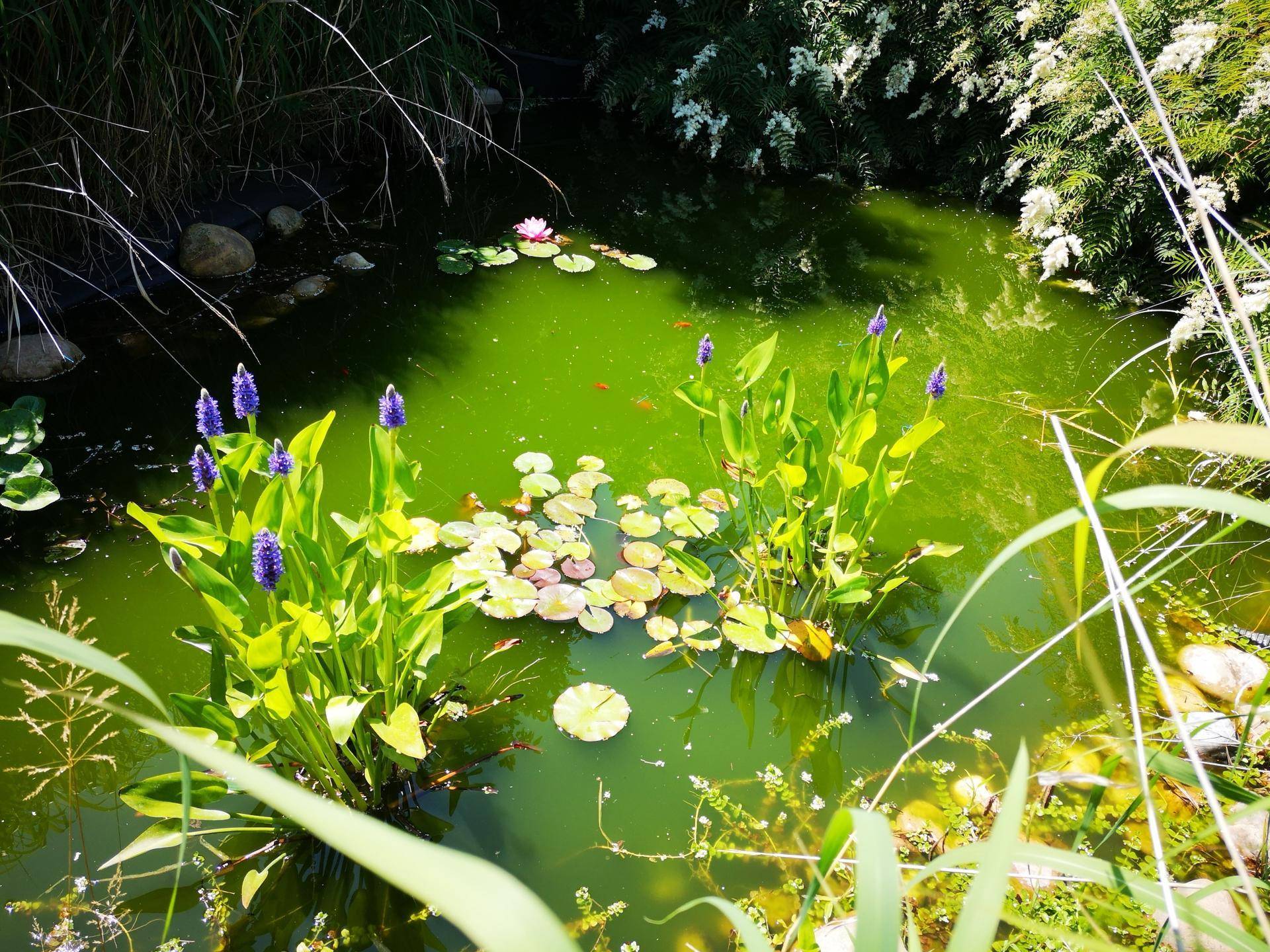 Idyllischer Gartenteich mit Seerosen und Wasserpflanzen, umgeben von üppigem Grün in der Sonne.