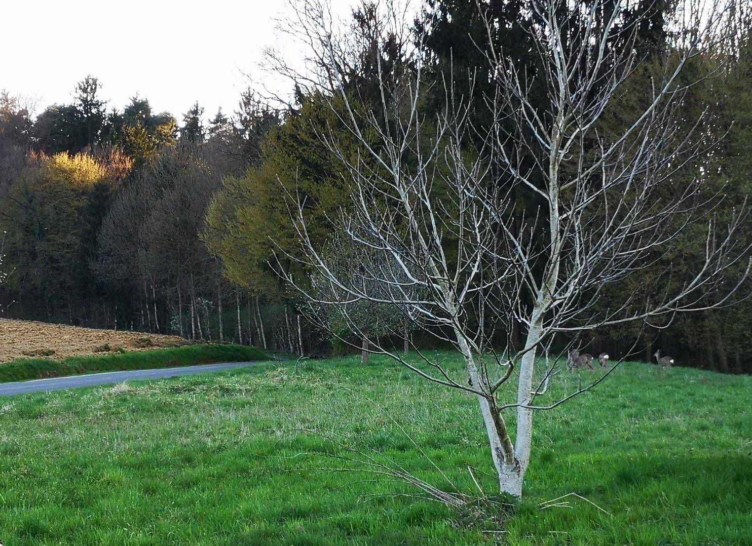 Weitläufige grüne Wiese mit einem kahlen Baum und einem Waldrand im Hintergrund bei Sonnenuntergang.
