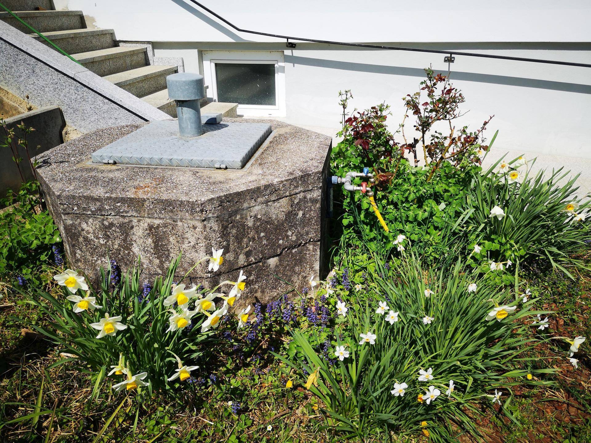Buntes Blumenbeet mit Narzissen und Traubenhyazinthen neben einem Betonschacht und einer Treppe.