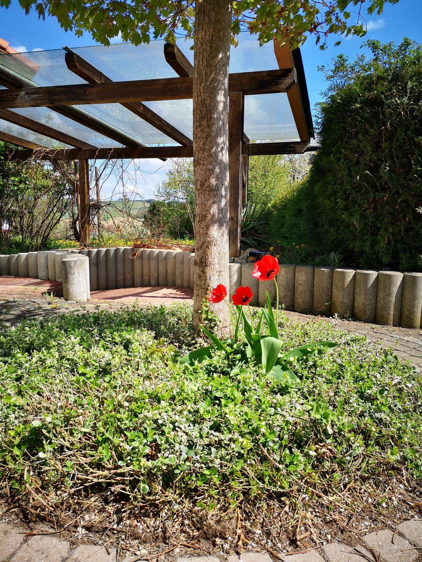 Gepflasterter Bereich mit einem Baum, roten Tulpen und einer Holzpergola im Hintergrund.