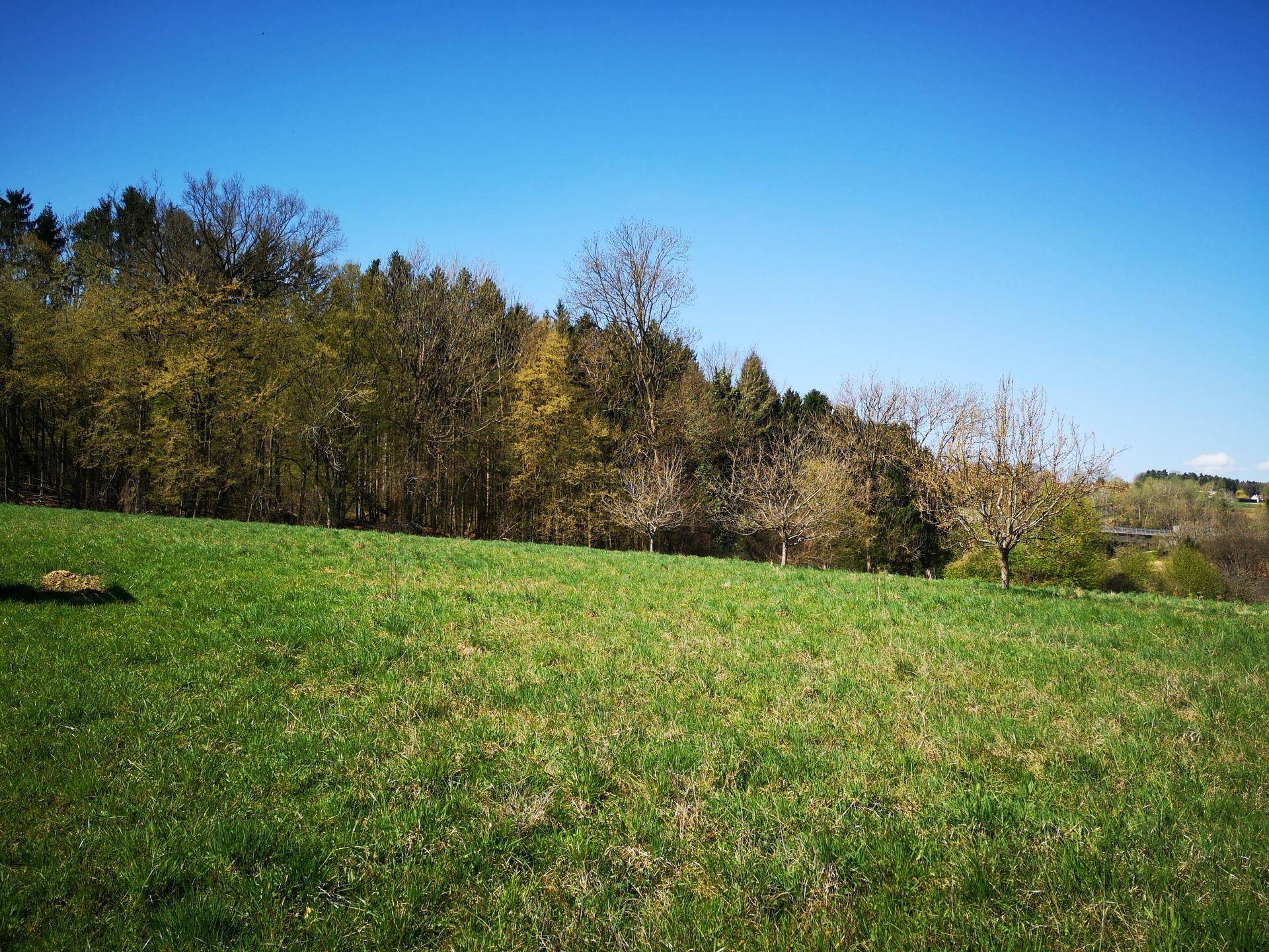 Weitläufige grüne Wiese mit einem Waldrand im Hintergrund unter strahlend blauem Himmel.