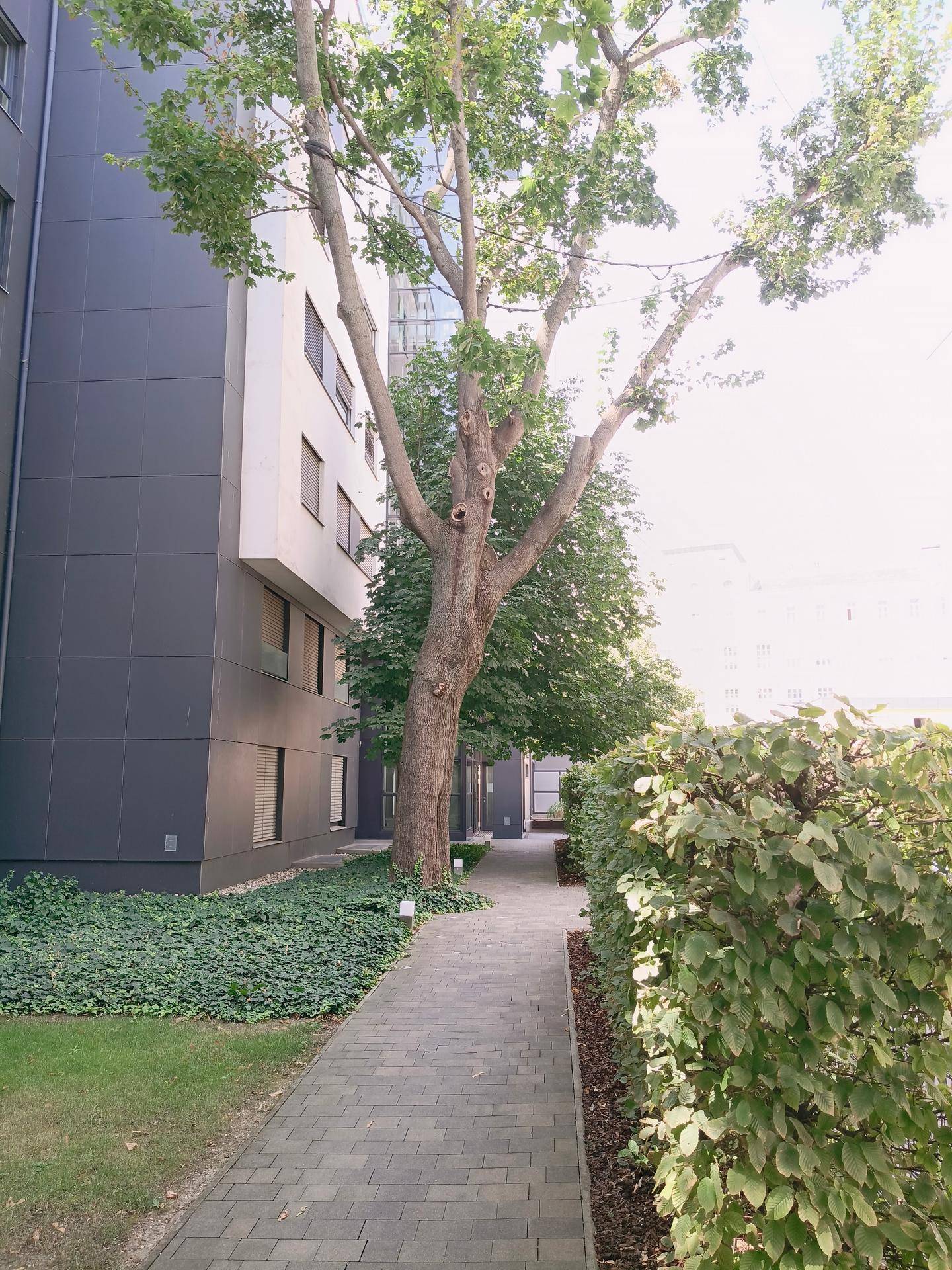 Fußweg neben einem modernen Gebäude, umgeben von einem großen Baum und Hecken.