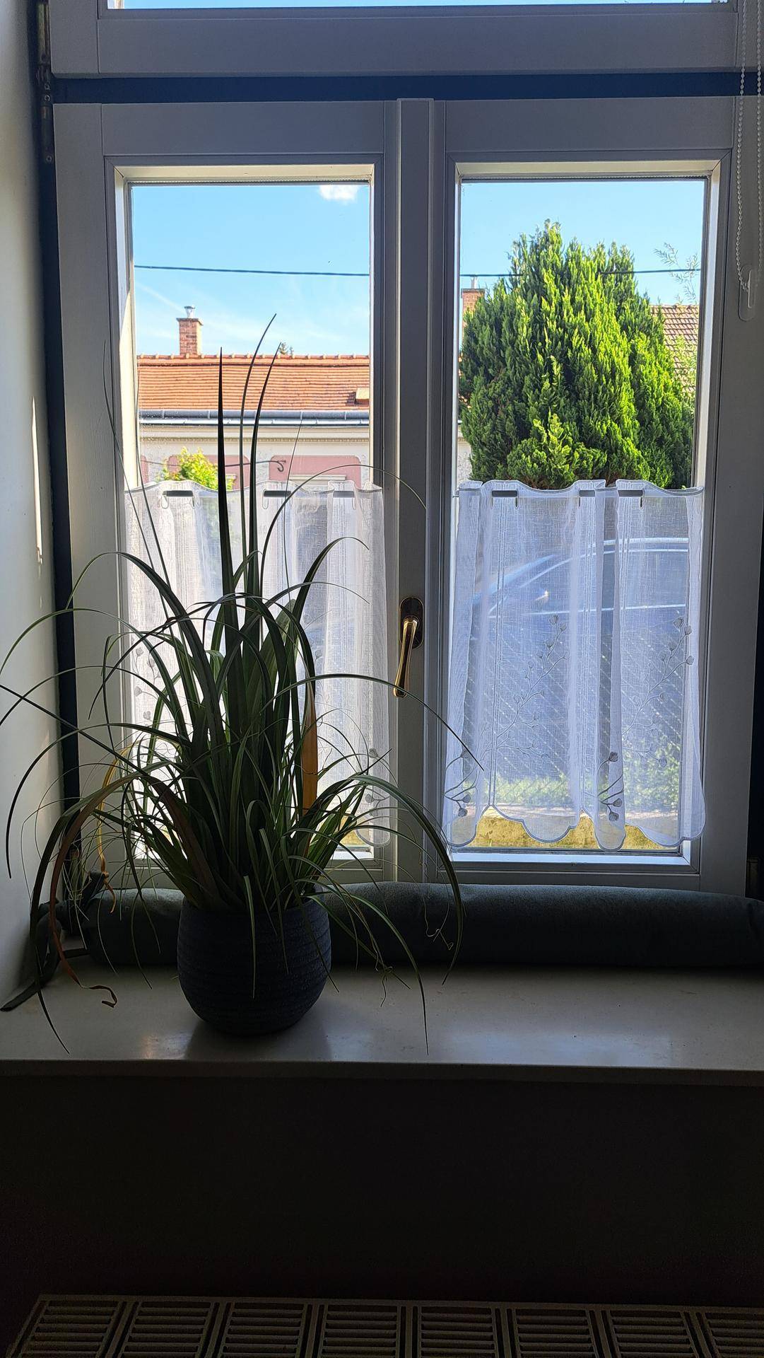 Fenster mit Blick ins Grüne und einer Zimmerpflanze auf der Fensterbank.
