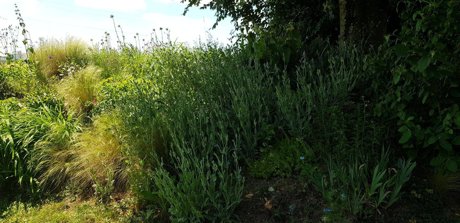 Detailaufnahme von verschiedenen grünen Pflanzen und Gräsern in einem naturnahen Gartenbereich.