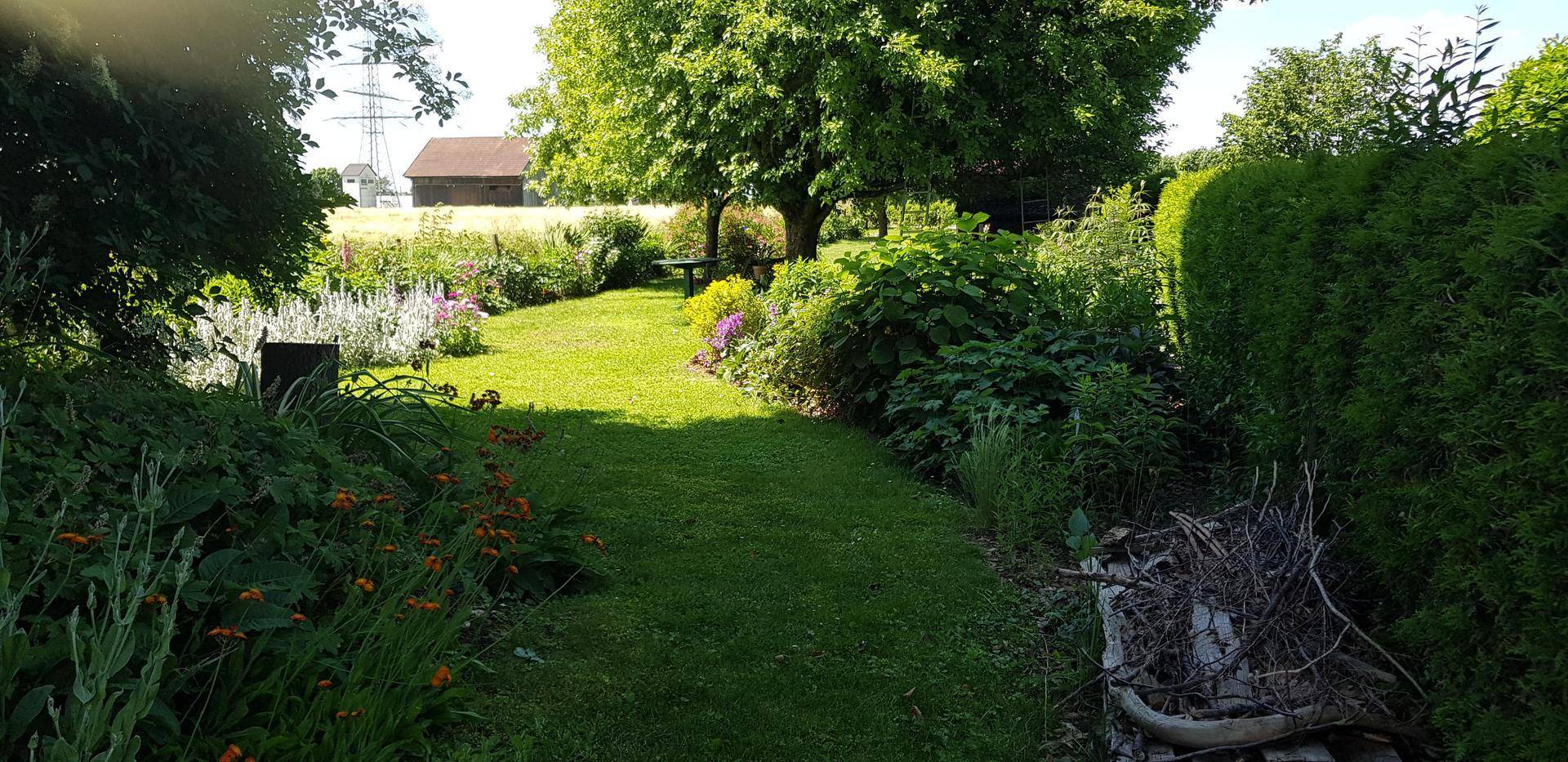 Gartenweg aus Rasen, gesäumt von üppigen Pflanzen und Sträuchern, mit einem großen Baum im Hintergrund.
