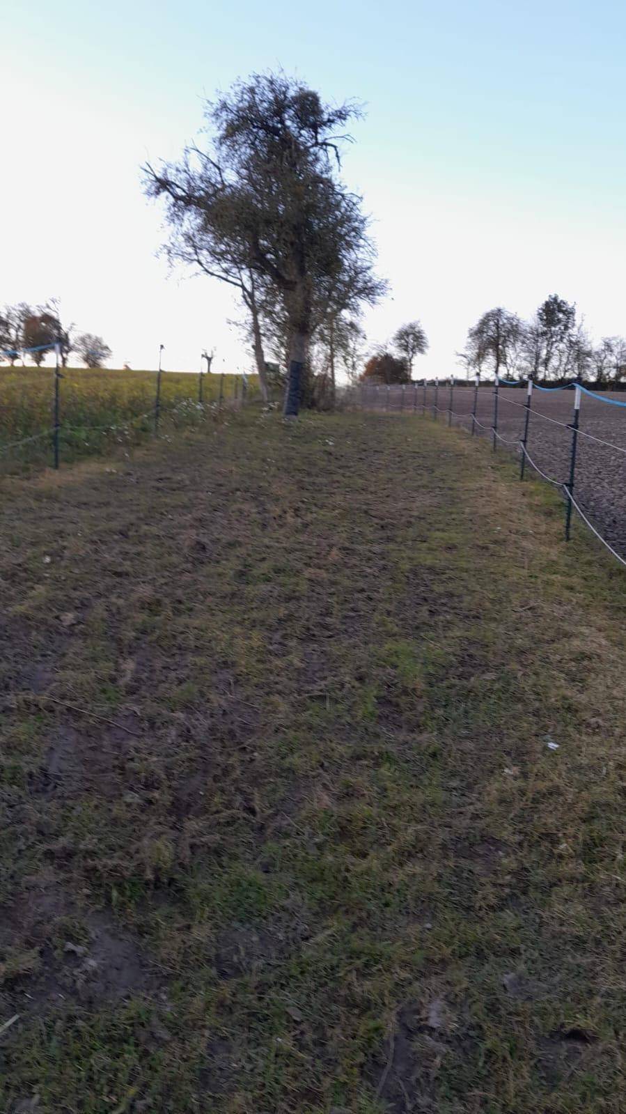 Ländliche Landschaft mit einem kahlen Baum, einem Zaun und weitem Feld unter klarem Himmel.