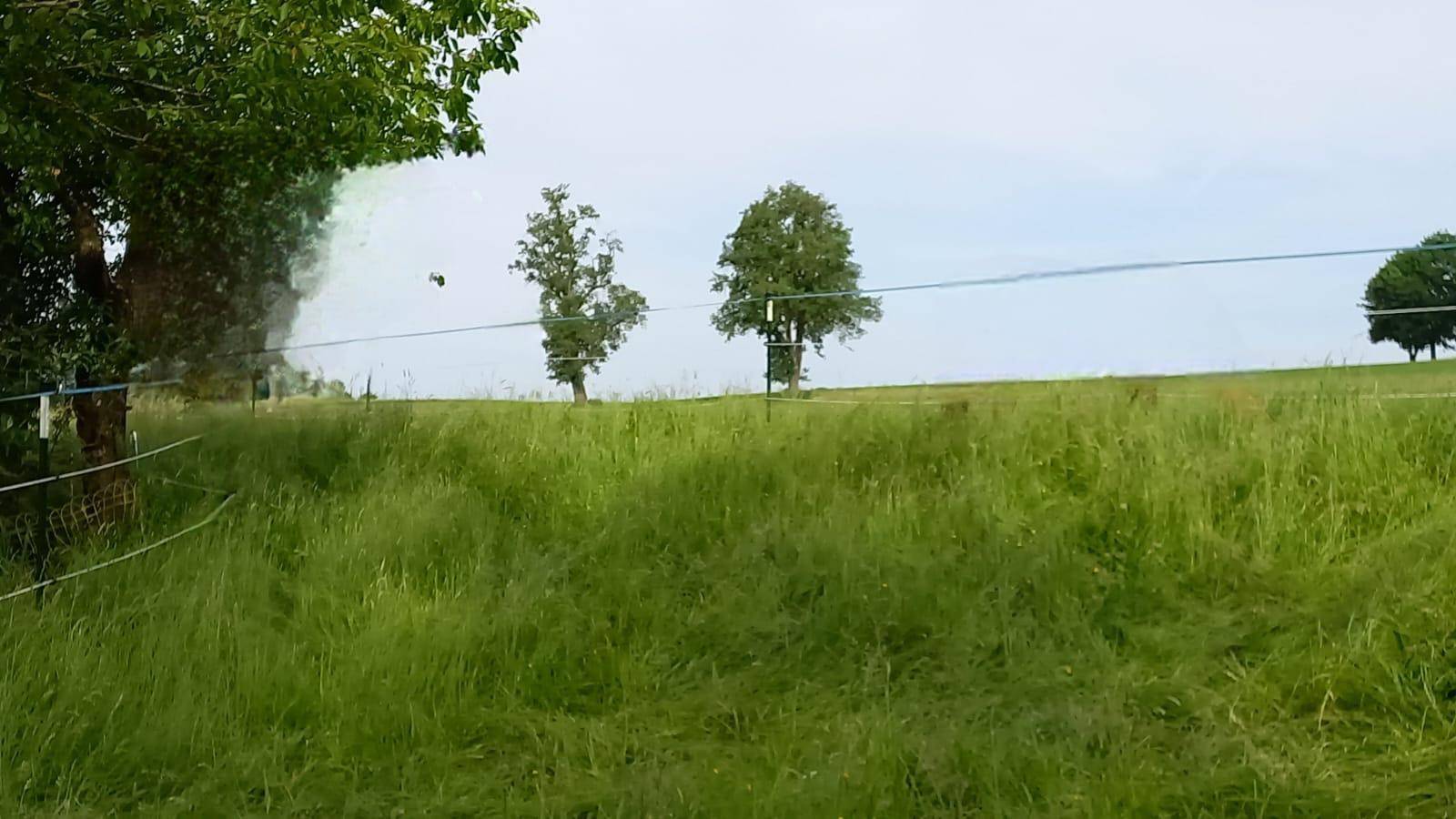 Weitläufige grüne Wiese mit einzelnen Bäumen und einem Zaun unter hellem Himmel.