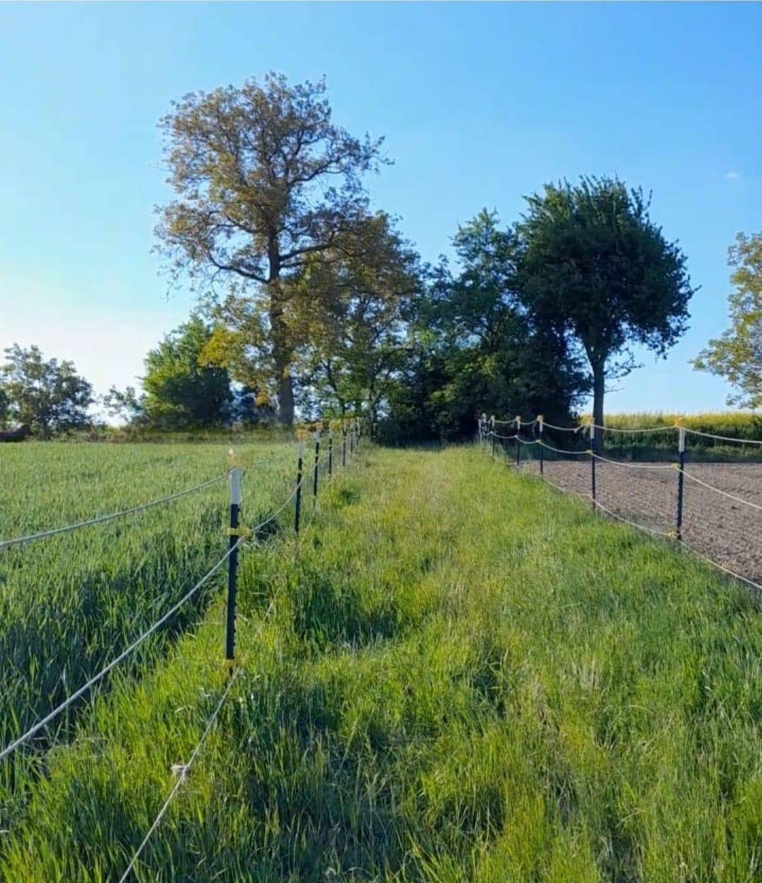 Grünes Feld mit einem Zaun, der sich durch die Landschaft schlängelt, und Bäumen am Horizont.