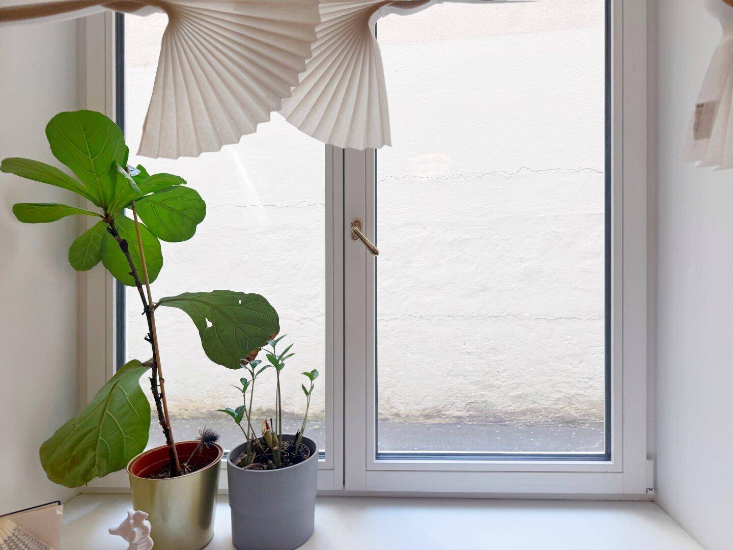 Fenster