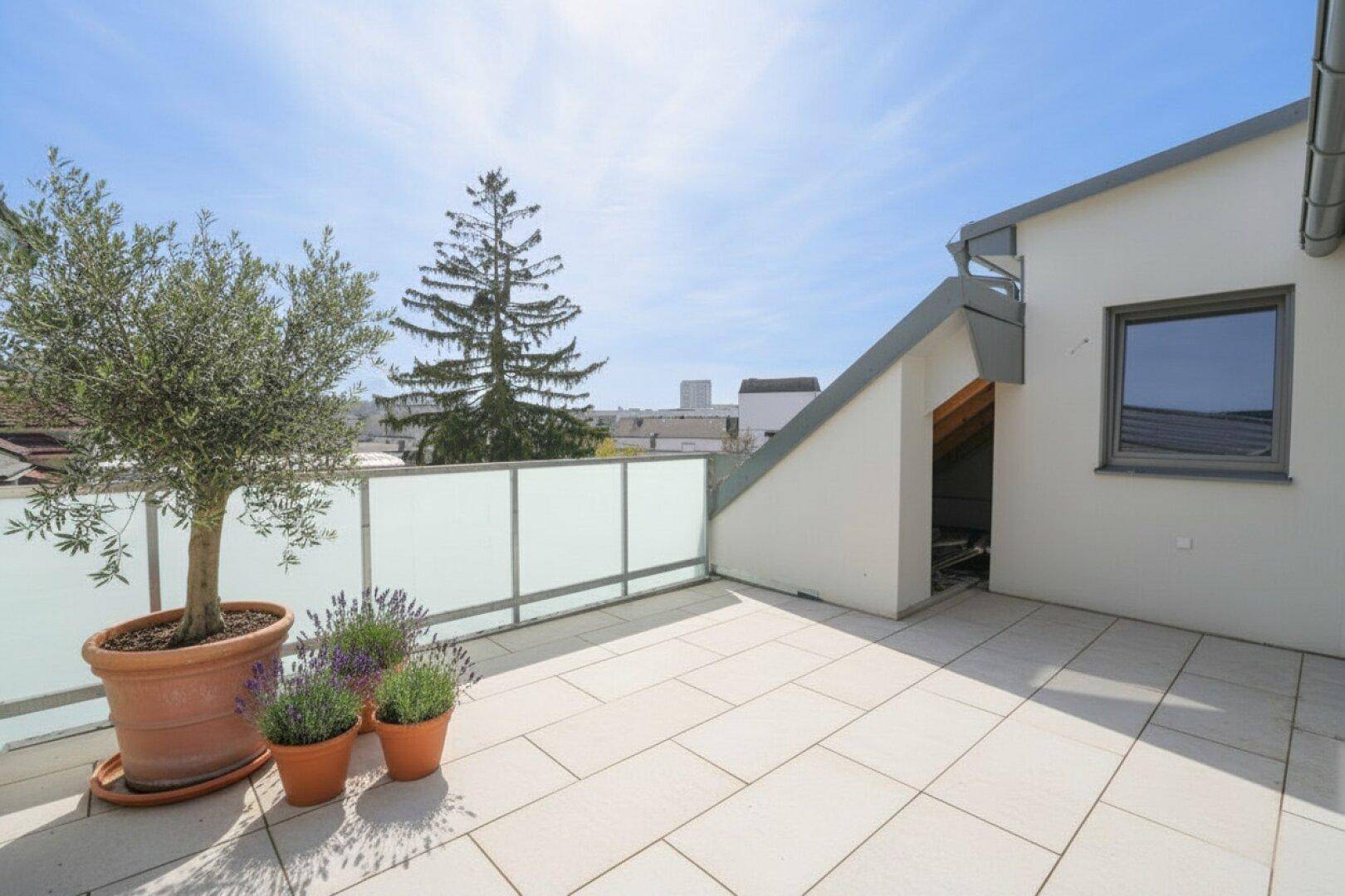 Helle Dachterrasse mit Olivenbaum, Lavendelpflanzen und moderner Glasbrüstung.