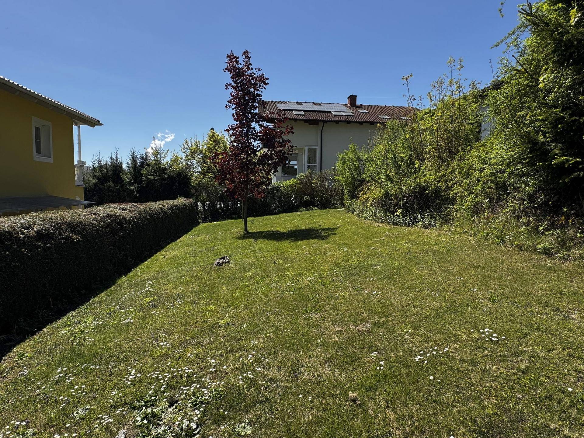 Sonniger Gartenbereich mit Rasenfläche, einem jungen Baum und einer dichten Hecke.