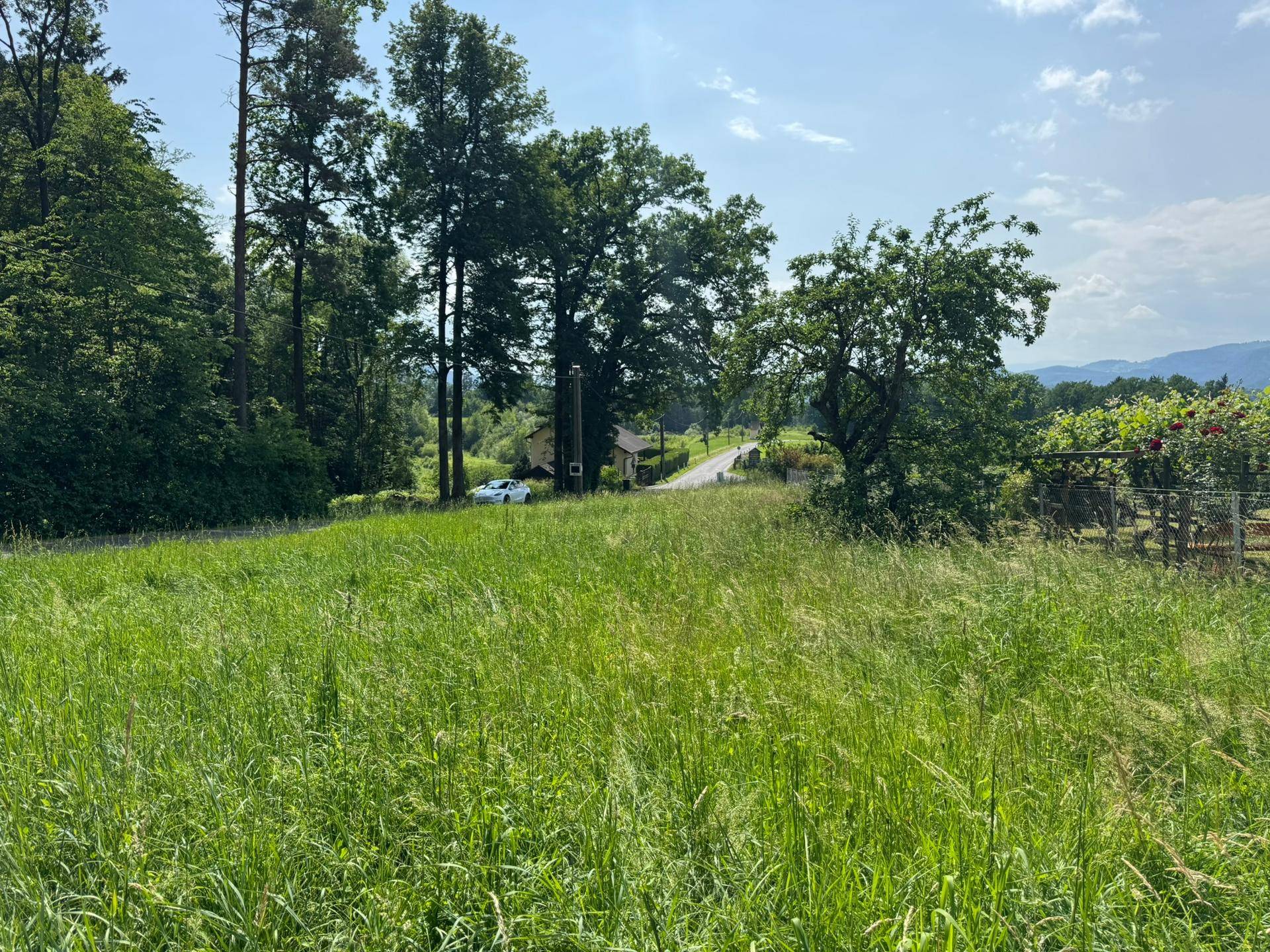 Sonnige Landschaft mit hohem Gras, einer Landstraße, Bäumen und einem Haus im Hintergrund.