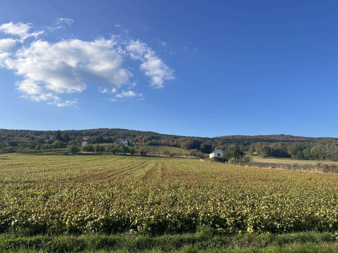 Weitläufige Landschaft mit Feldern, Weinbergen und einem blauen Himmel mit Wolken.