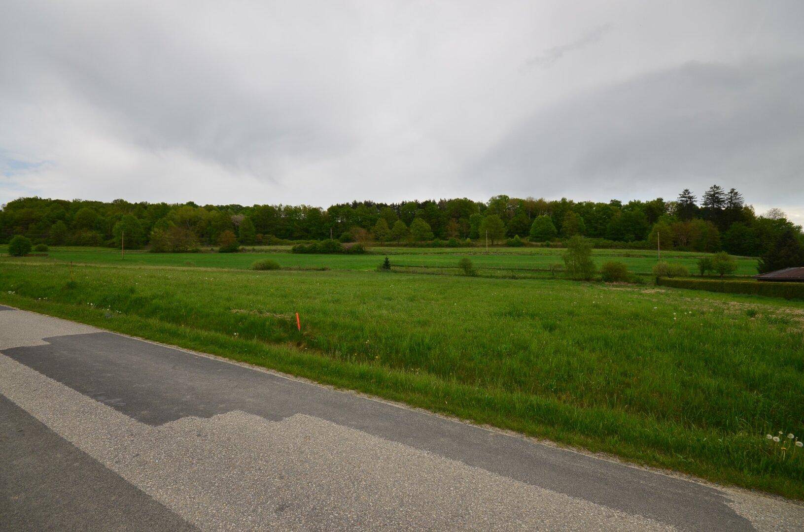Weitläufige grüne Wiese neben einer Straße mit dichtem Wald im Hintergrund unter einem grauen Himmel.