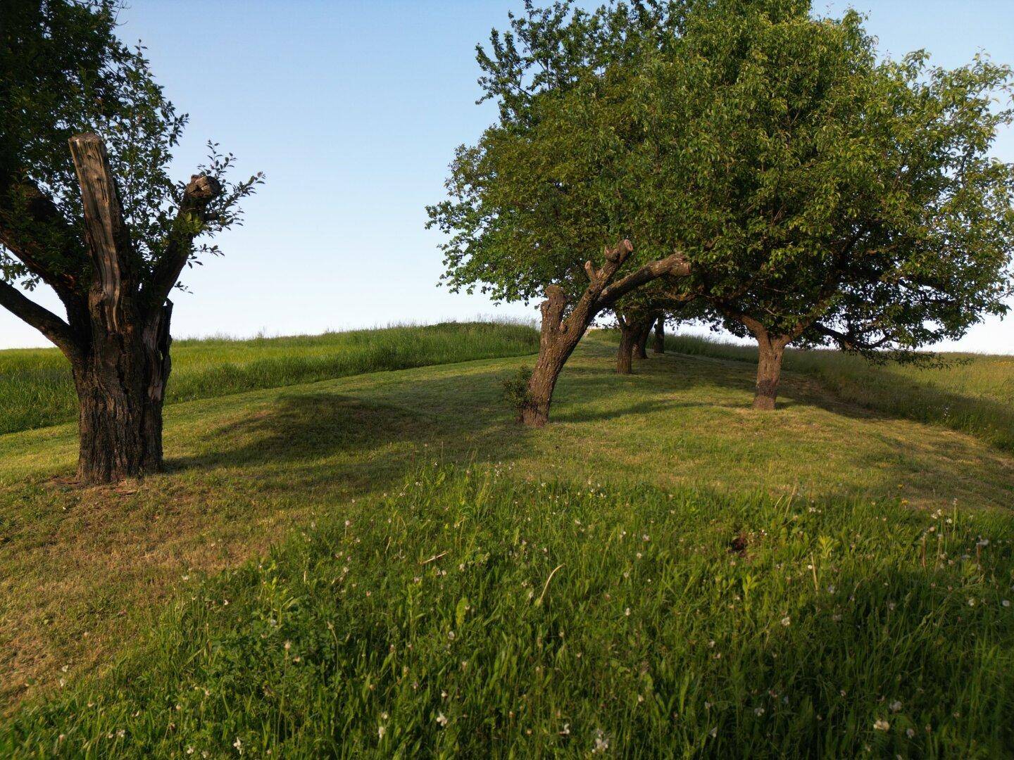 Grüne Hügellandschaft mit vereinzelten Bäumen unter klarem blauem Himmel.