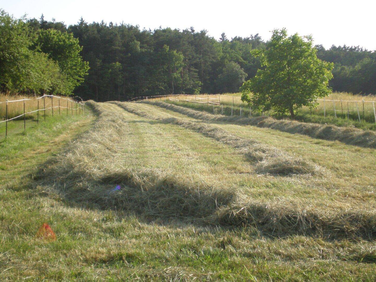 Weitläufiges Feld mit gemähtem Heu, umgeben von Wald und einem Zaun.