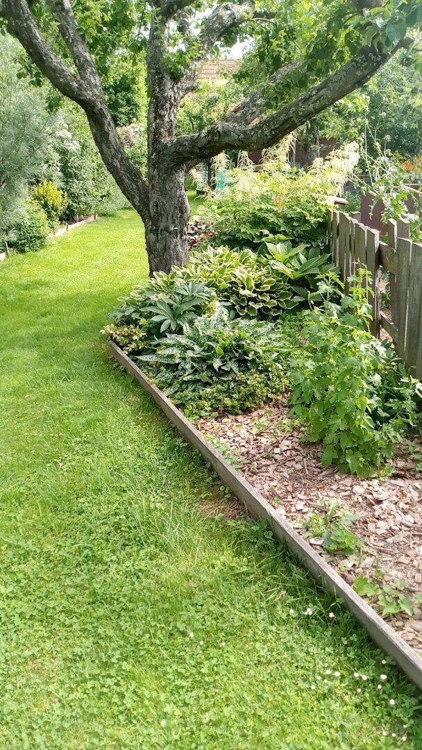 Gepflegtes Blumenbeet unter einem großen Baum, umgeben von Rasen und einem Holzzaun.