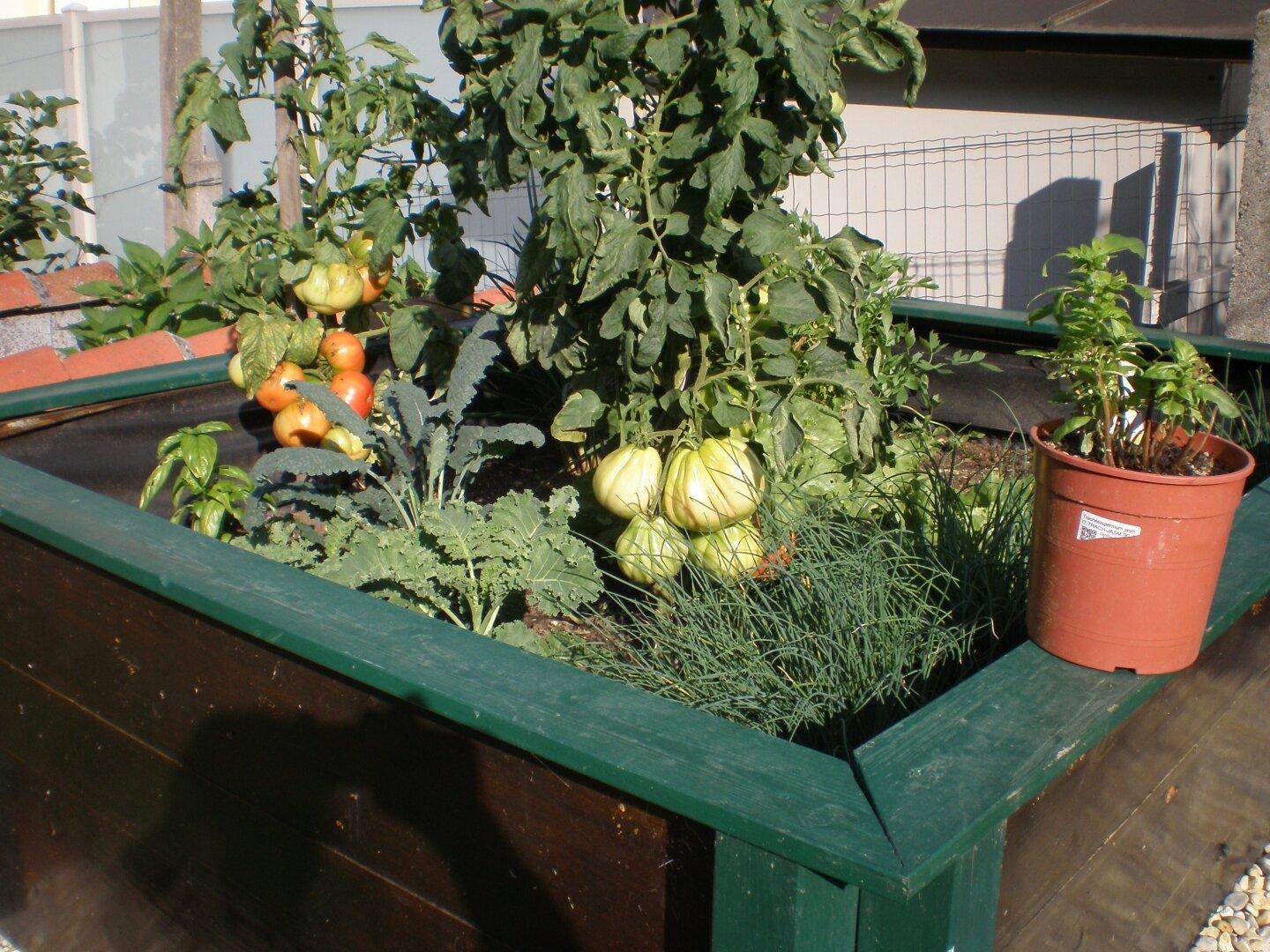 Hochbeet mit reifen Tomaten und frischen Kräutern in einem sonnigen Gartenbereich.