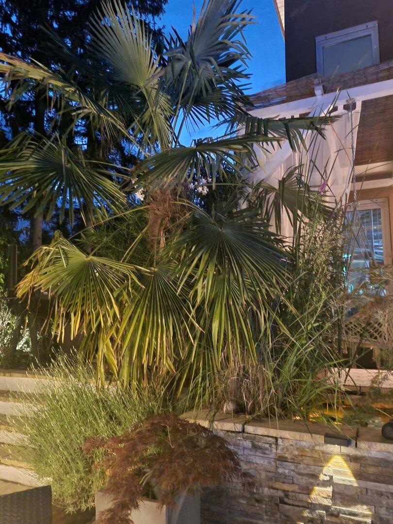 Exotische Palmen und üppige Pflanzen im beleuchteten Gartenbereich bei Nacht.