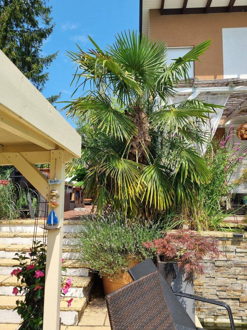 Sonniger Gartenbereich mit Palmen, mediterranen Pflanzen und Steintreppe.