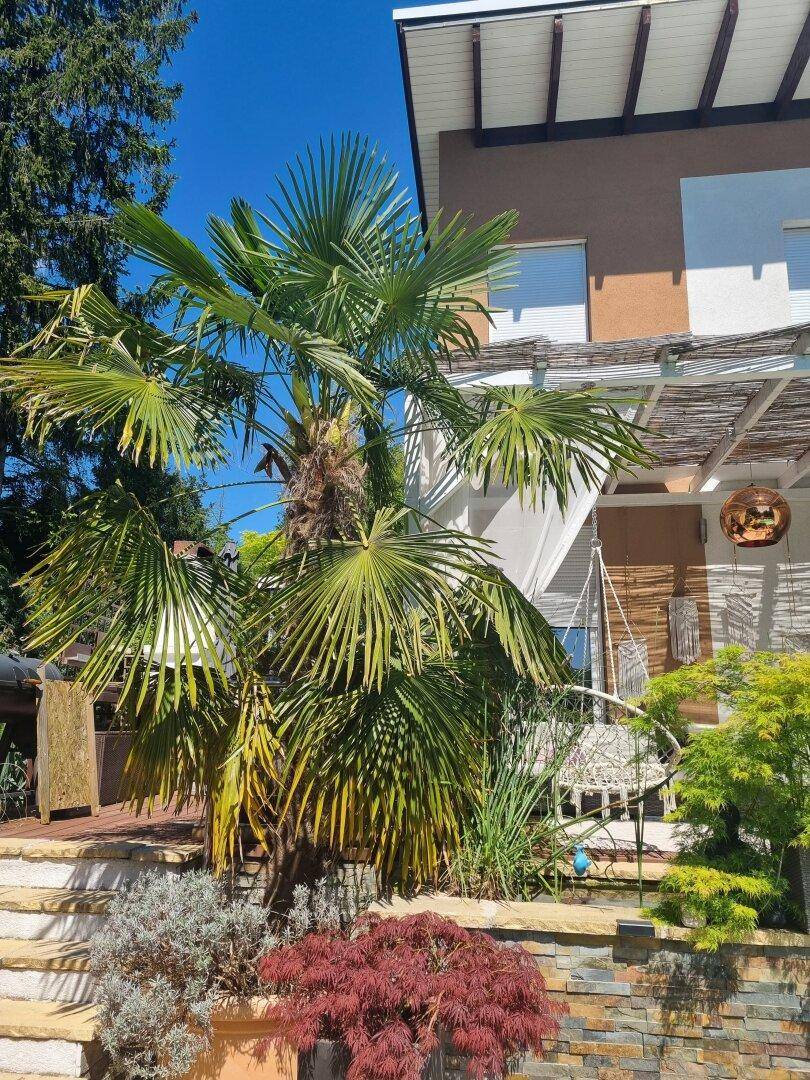 Sonniger Gartenbereich mit Palmen, mediterranen Pflanzen und Steintreppe.
