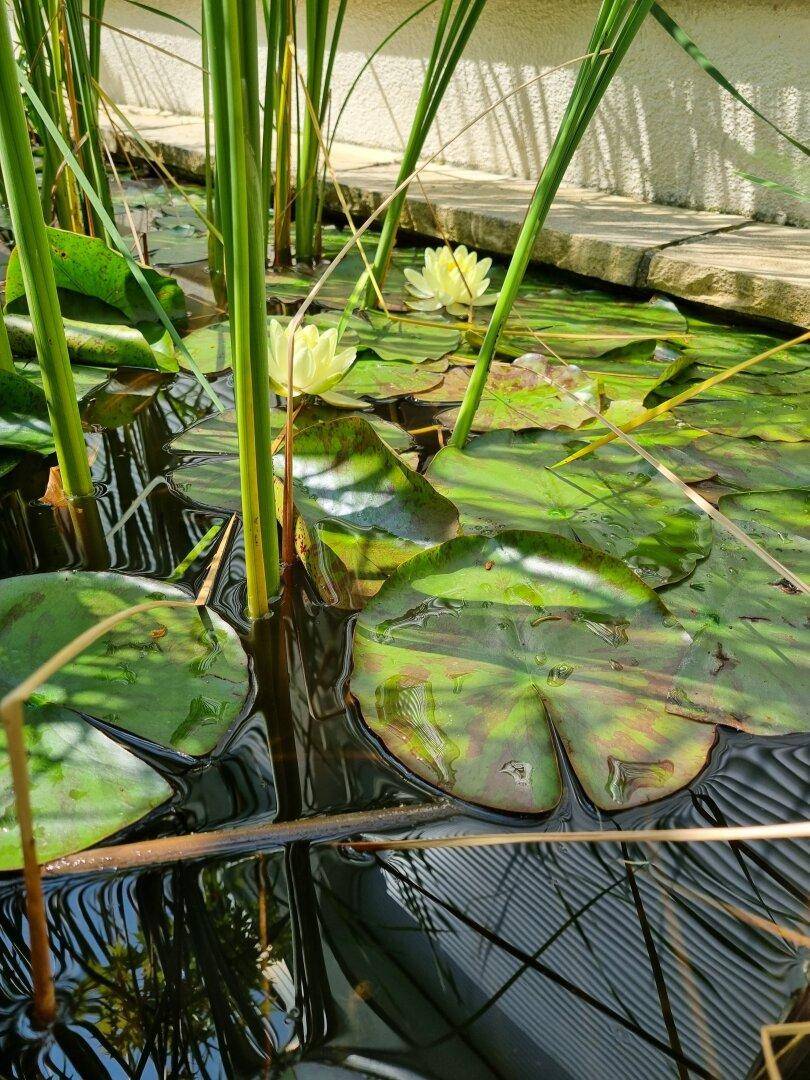 Nahaufnahme eines Teiches mit gelben Seerosen und grünen Wasserpflanzen.