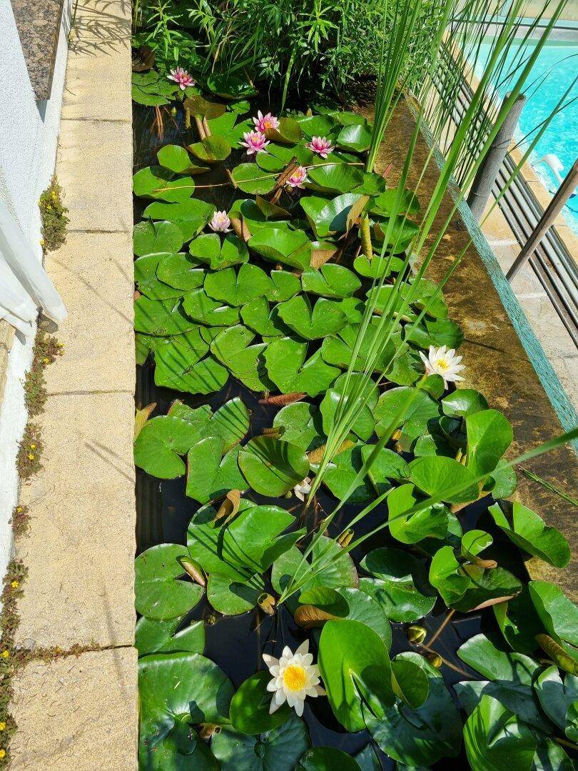 Teich mit Seerosen und üppiger Uferbepflanzung neben dem Poolbereich.