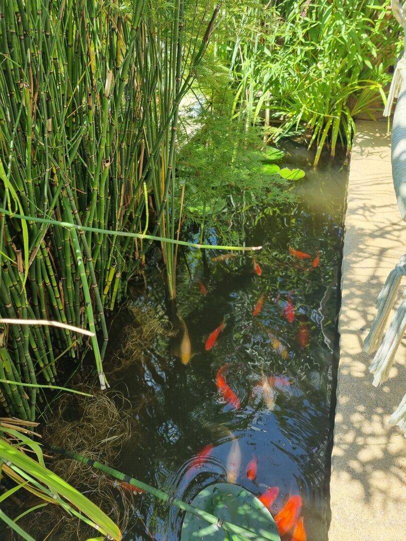 Teich mit Goldfischen und grünen Wasserpflanzen in einem sonnigen Garten.