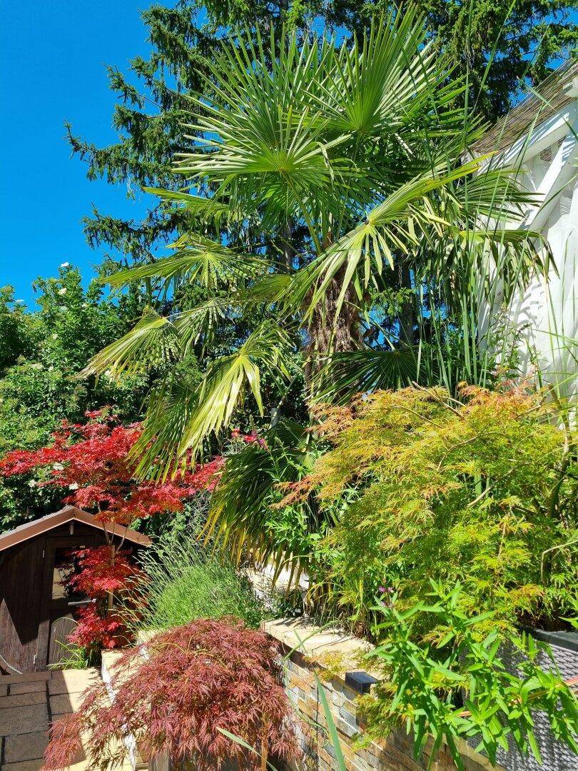 Exotische Palmen und bunte Pflanzen in einem sonnigen Gartenbereich.