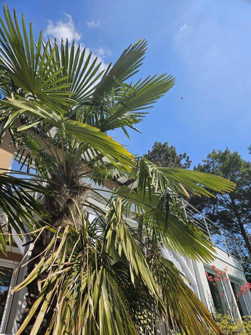 Hohe Palme vor der modernen Hausfassade unter blauem Himmel an einem sonnigen Tag.