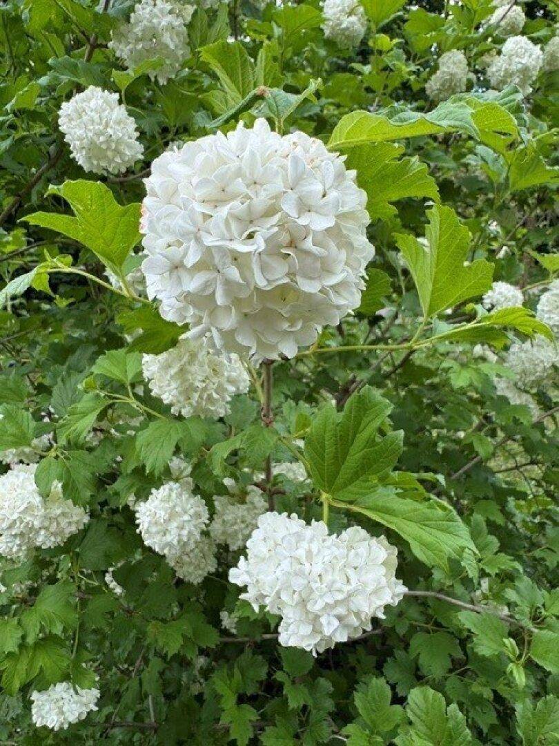 Nahaufnahme einer blühenden Hortensie mit weißen Blüten im Garten.