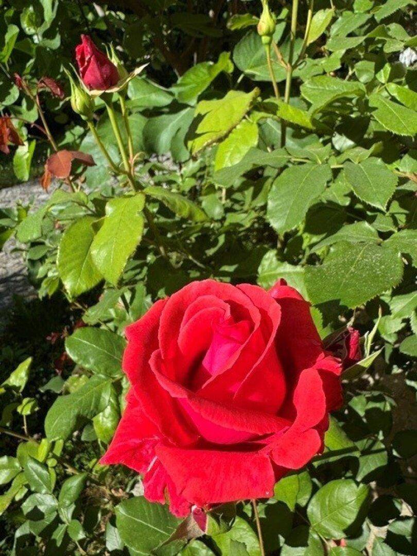 Nahaufnahme einer leuchtend roten Rose in voller Blüte im Garten.