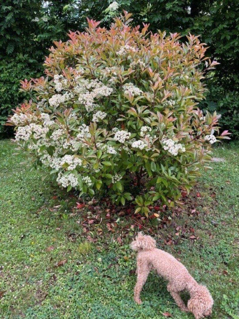 Blühender Strauch im Garten mit einem kleinen Hund im Vordergrund.